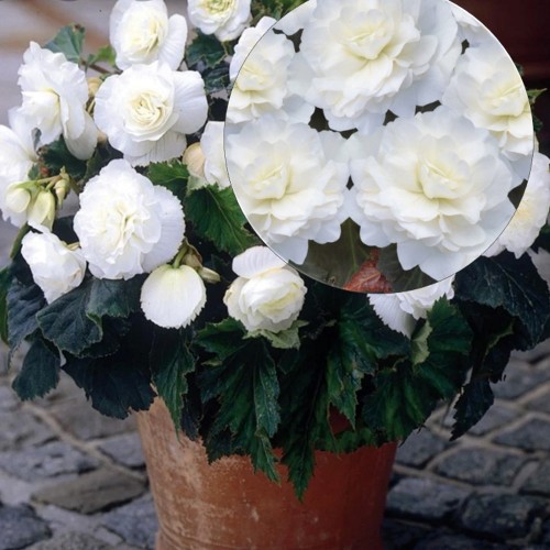 Begonia tuberhybrida 'Nonstop® Mocca F1 White' - Mugulbegoonia 'Nonstop® Mocca F1 White' P9/0,55L
